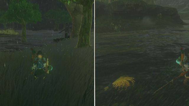 Zelda: Tears of the Kingdom Hylian Rice found in the Rabella Wetlands