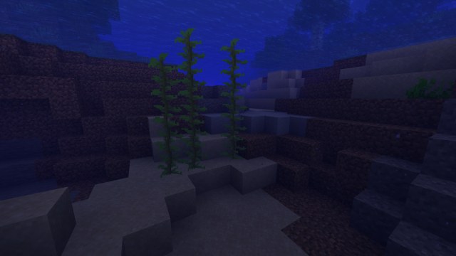 Kelp growing underwater.