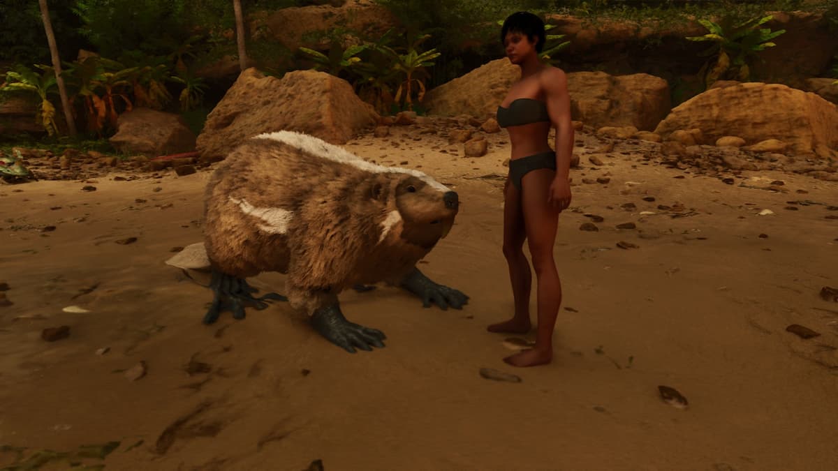 Tame beaver. 