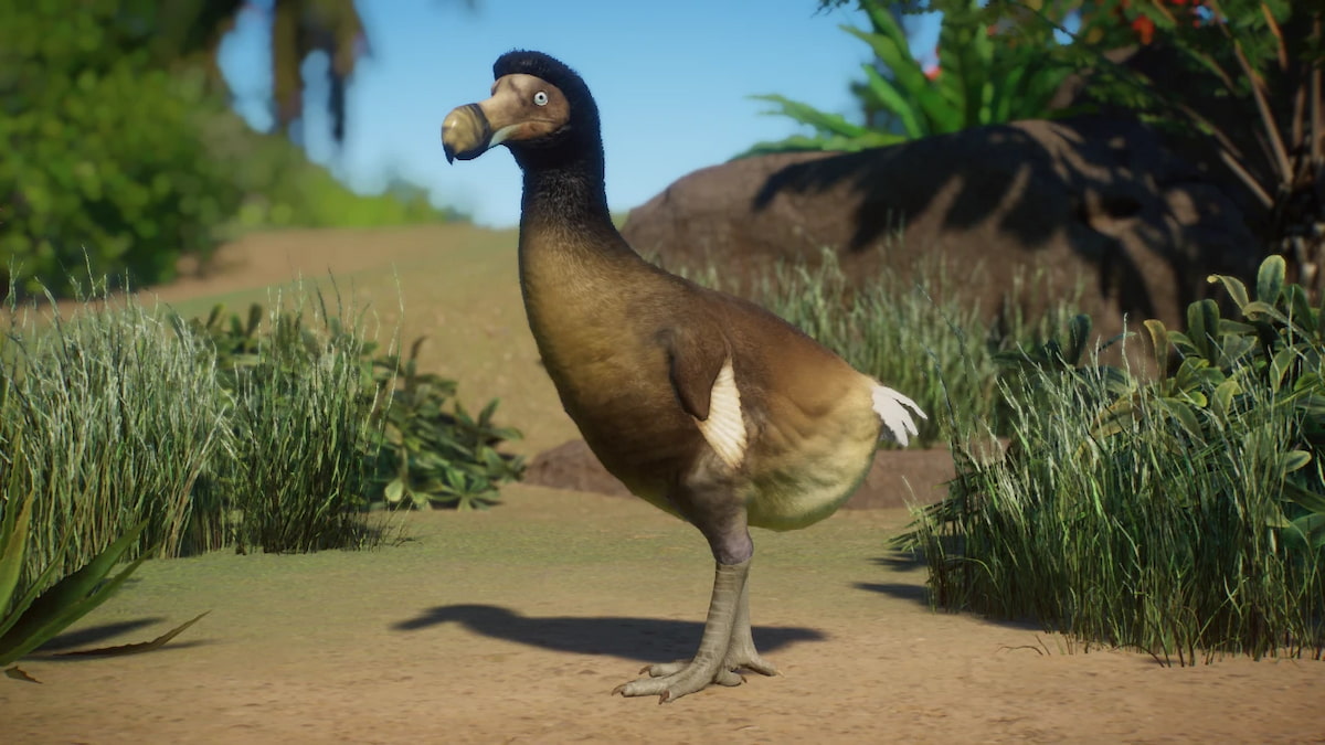 A Dodo standing in an enclosure from the Dodo - Extinct New Species mod.