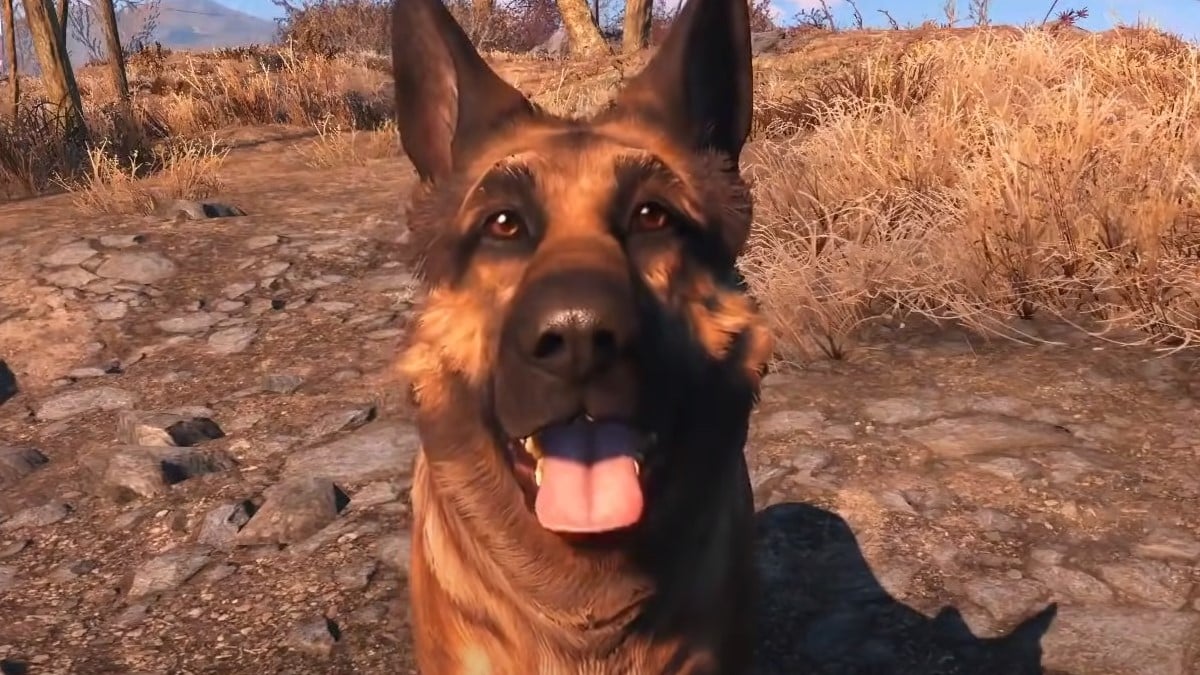 Dogmeat looking at the camera in Fallout 4