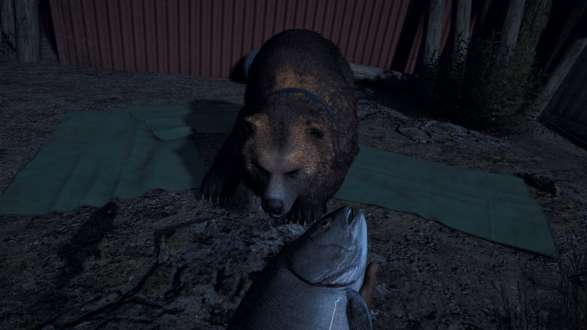 Cheeseburger the bear as seen from above in Far Cry 5 as the player feeds him a salmon