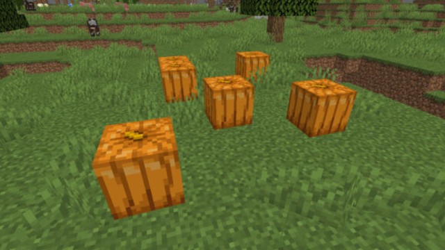 A batch of pumpkins in a grassy biome with a cow in the background.