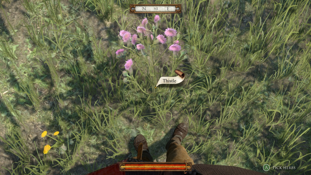 You'll want to pick up just about every plant you come across in Kingdom Come Deliverance to improve herbalism, including this thistle